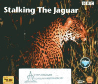 Stalking the Jaguar